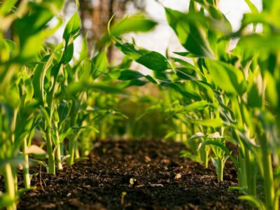 Продаж земельної ділянки під житлову забудову, площа 326.79 сотки