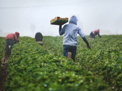 Продаж земельної ділянки сільськогосподарського призначення, на вул. Центральна, площа 10 соток